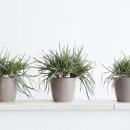 Minimal